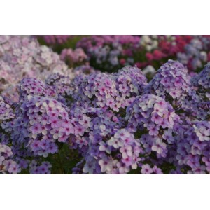 Флокс Phlox Вечерница